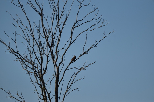 Northern Flicker