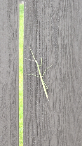 Northern Grass Mantis