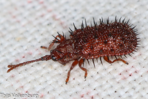 Dicladispa testacea