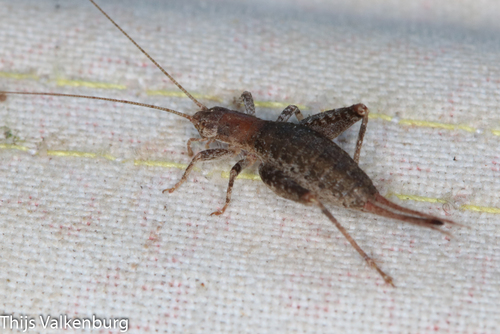 Hairy Scale-cricket