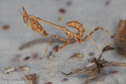 Mediterranean Conehead Mantis