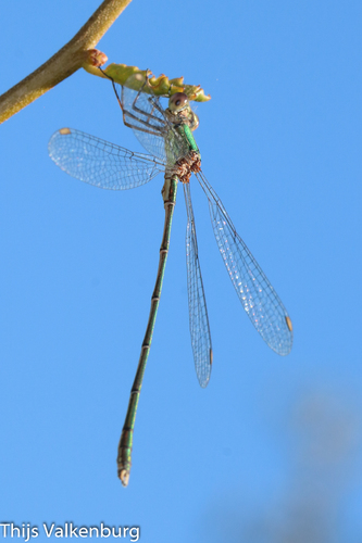 Western Willow Spreadwing