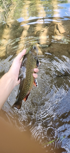 Brook Trout