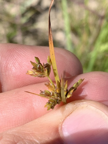 Cyperus houghtonii observed 2026-09-18