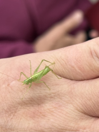 Southern Oak Bush-cricket