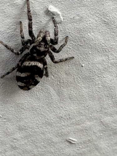 Zebra Jumping Spider