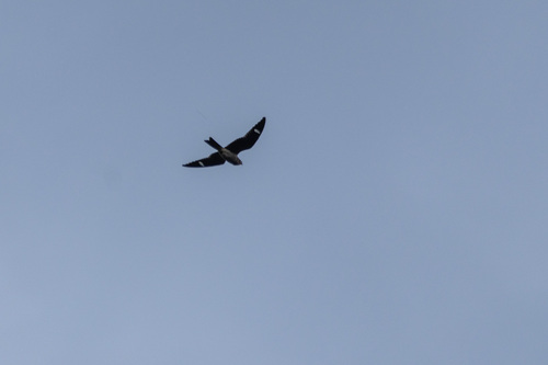 Common Nighthawk