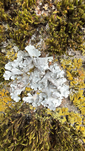 Linden shield lichen
