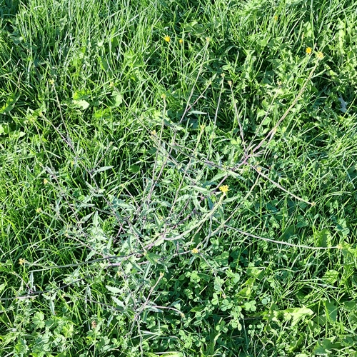 Sisymbrium officinale, photograph 5