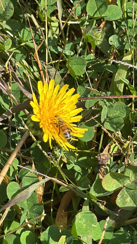Western Honey Bee