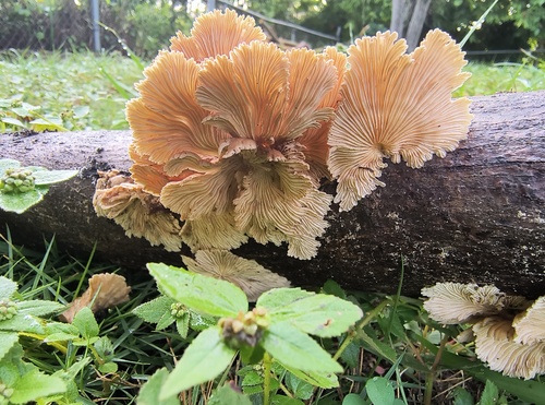 splitgill mushroom