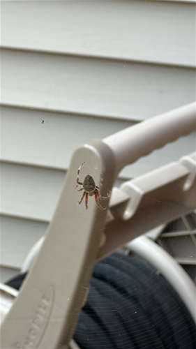 Spotted Orbweaver