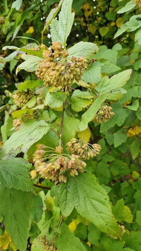 common ninebark
