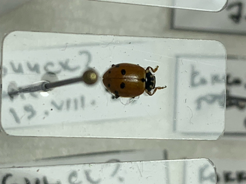 Variegated Lady Beetle