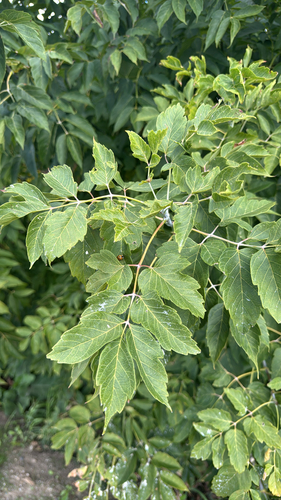 box elder