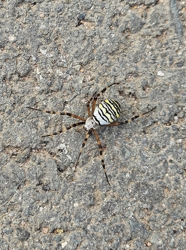 Wasp Spider