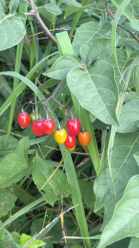 bittersweet nightshade