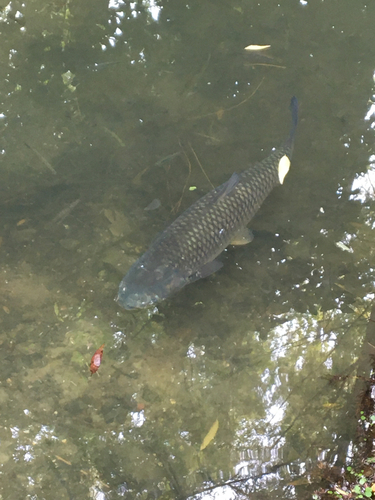 Grass Carp