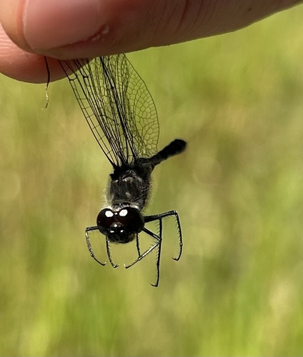 Black Meadowhawk