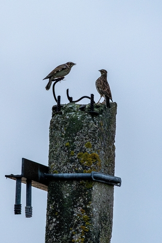 Woodlark