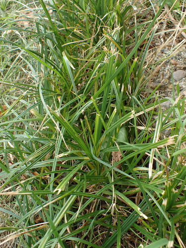 Carex hirta, photograph 4