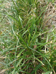 Carex hirta, photograph author not stated, no rights reserved