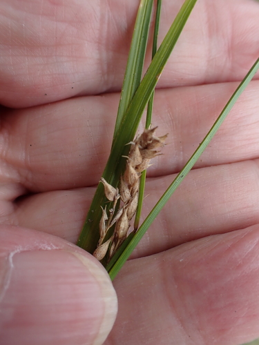 Carex hirta, photograph 2