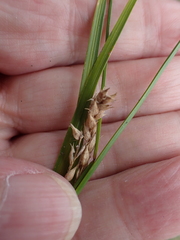 Carex hirta, photograph author not stated, no rights reserved