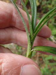 Carex hirta, photograph author not stated, no rights reserved