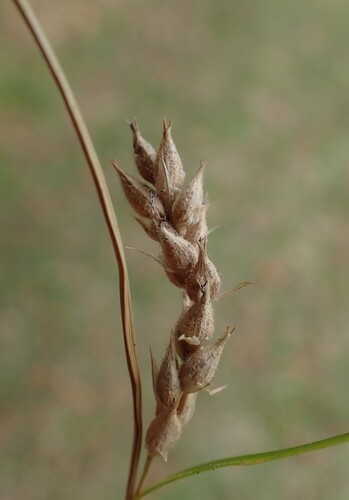 Carex hirta