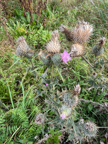 Bull Thistle