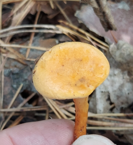 False Chanterelle