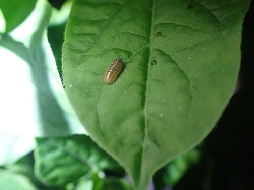 Common Pill Woodlouse