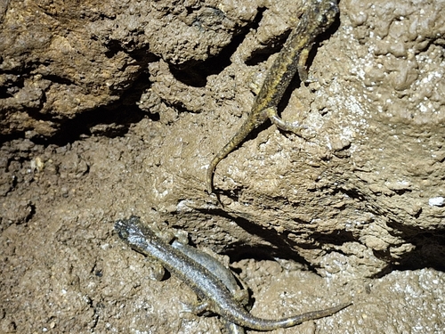 Ambrosi's Cave Salamander