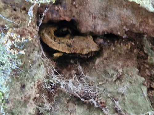 Italian Cave Salamander