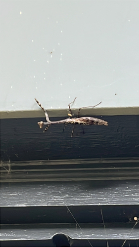 Carolina Mantis