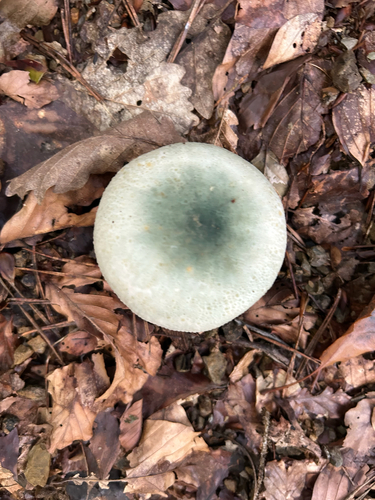 Green Russula