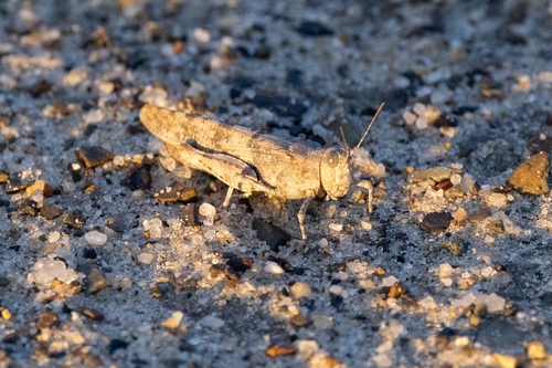 Blue-winged Sand Grasshopper