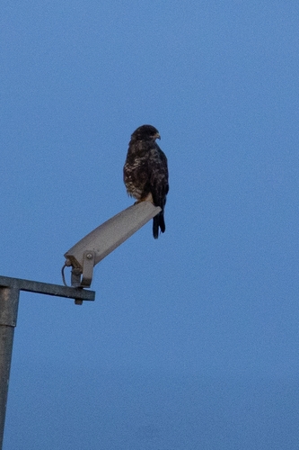 Common Buzzard