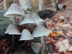 Mycena arcangeliana