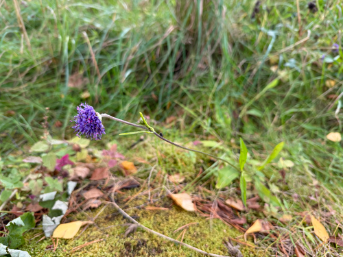 Devil's-bit Scabious