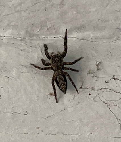 Tan Jumping Spider