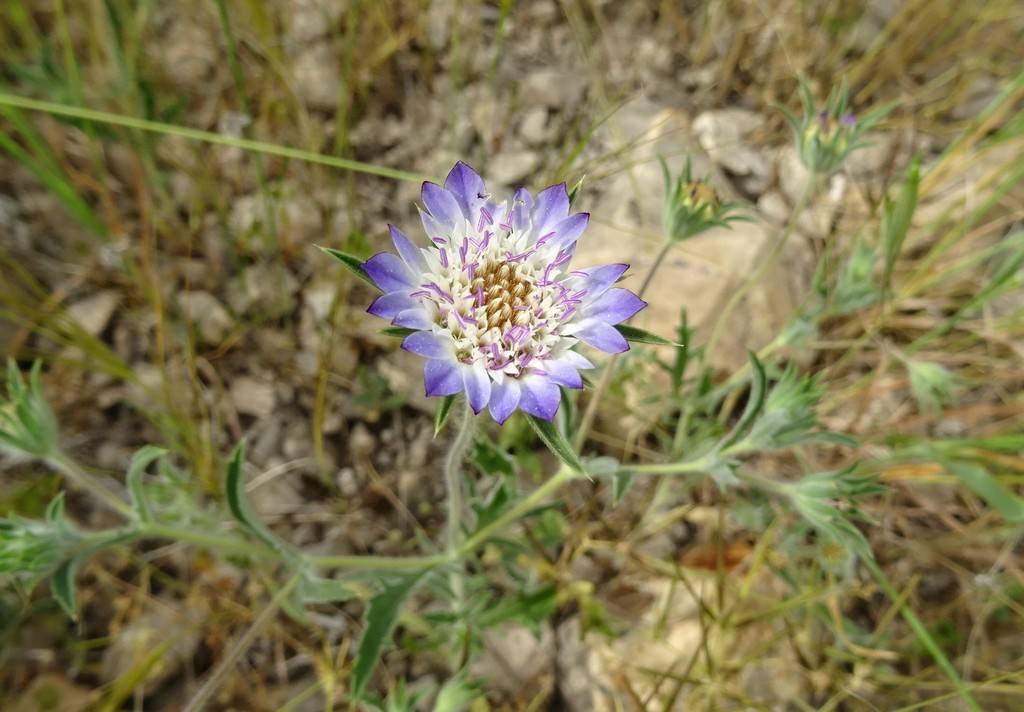 Short-involucelled Pterocephalus