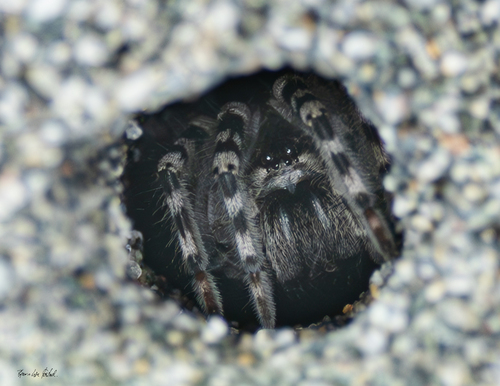 Northern Bear Spider