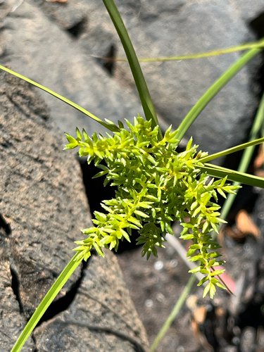 Cyperus hillebrandii observed 2026-09-16