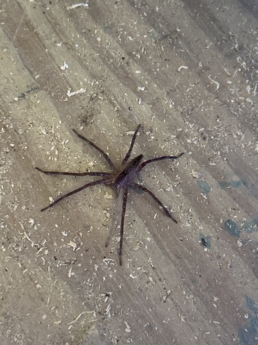 American Nursery Web Spider