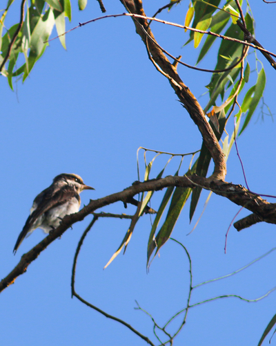 Common Woodshrike