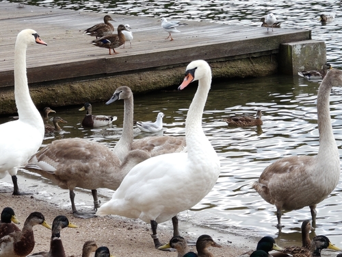 Mute Swan