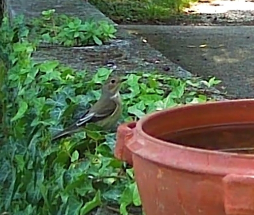 European Pied Flycatcher
