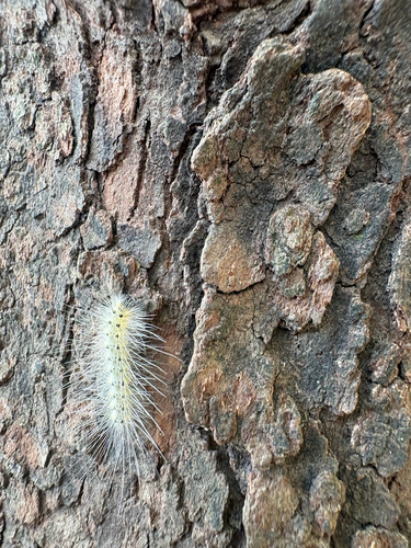 Fall Webworm Moth